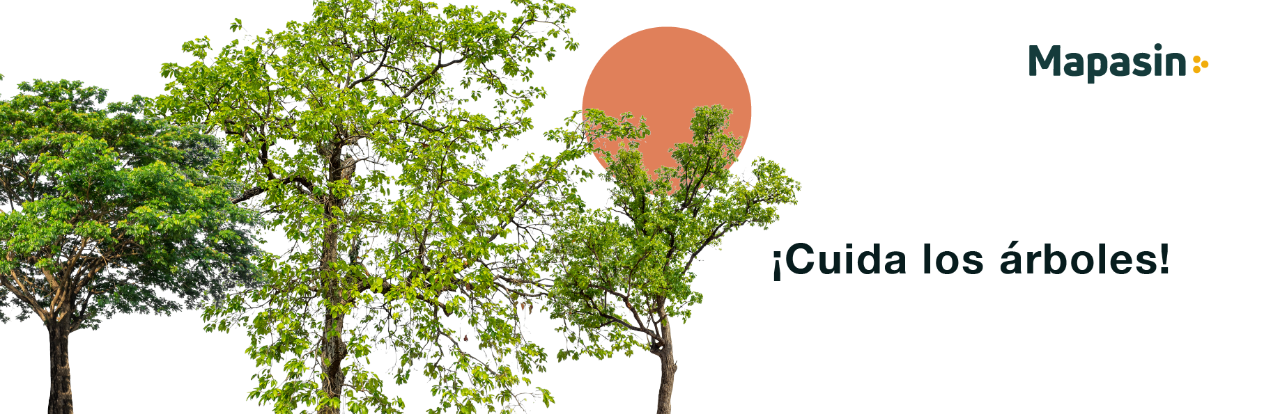 La importancia de los árboles en Culiacán