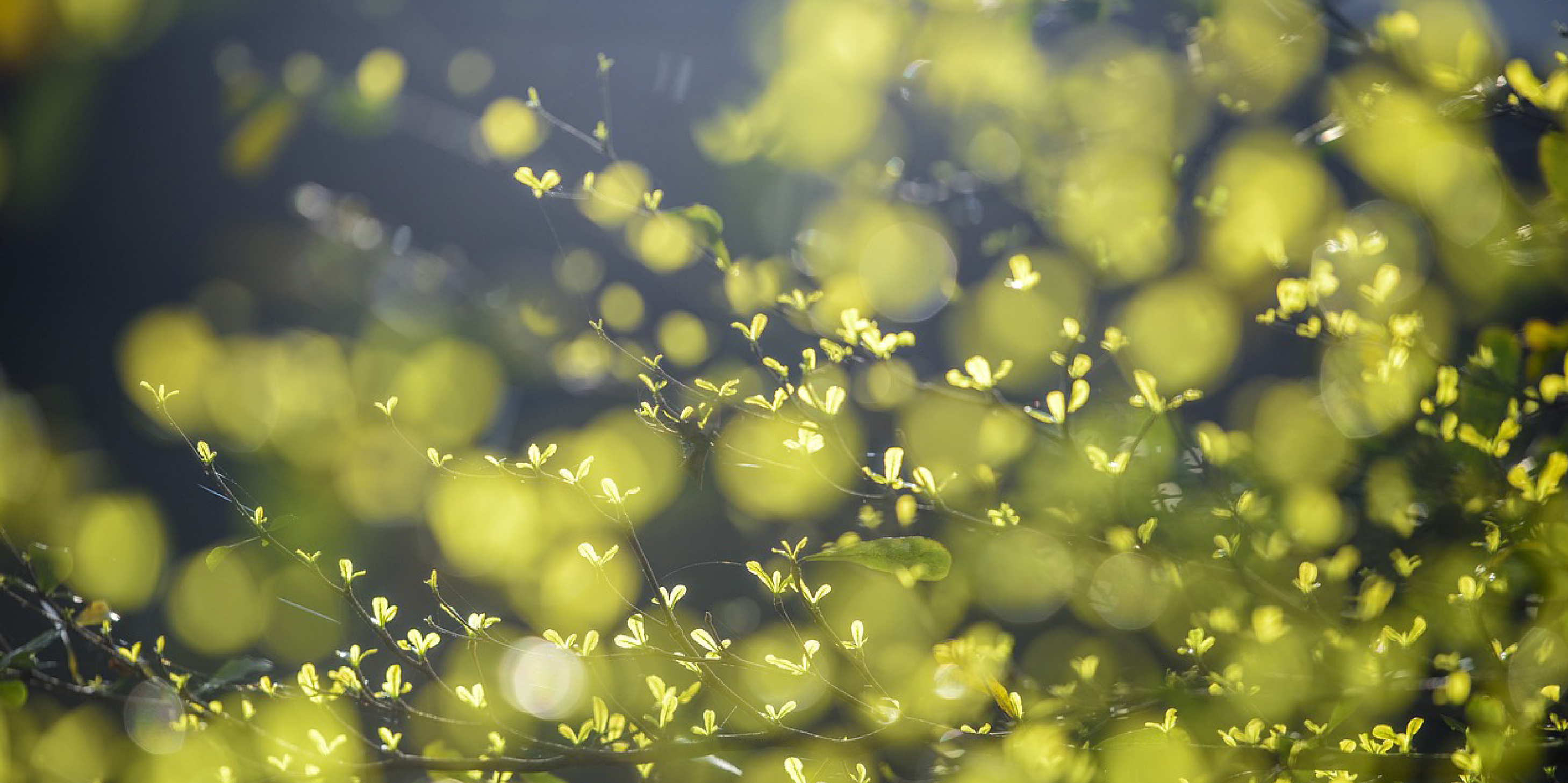 05 de junio: día mundial del medio ambiente | Mapasin