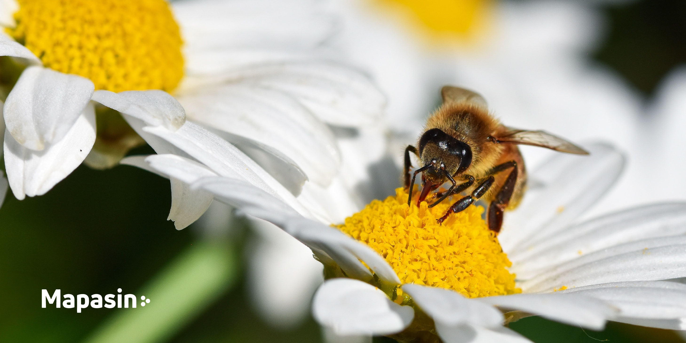 Día Mundial del Medio Ambiente | Mapasin